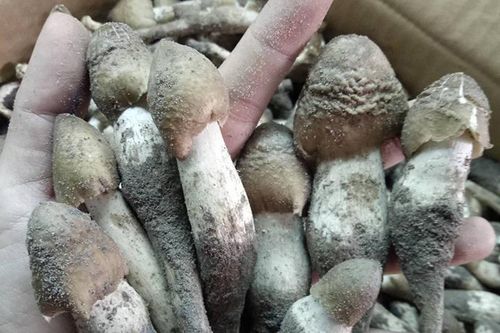 Nấm mối khan hàng, khách chi tiền triệu cũng khó mua