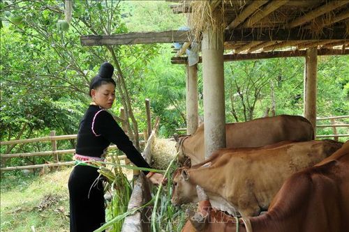 Kinh tế vùng biên đổi thay từ xây dựng nông thôn mới