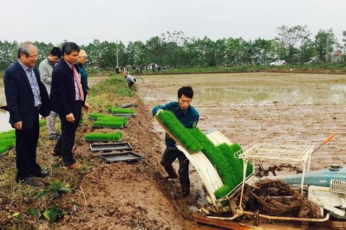 Hà Nội có 330 máy cấy, 35 dây chuyền gieo mạ khay tự động
