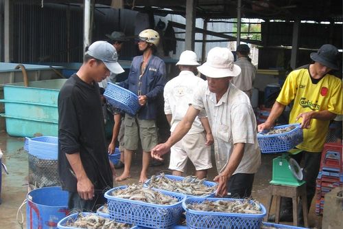 Mỹ trở thành thị trường số 1 của xuất khẩu tôm Việt Nam