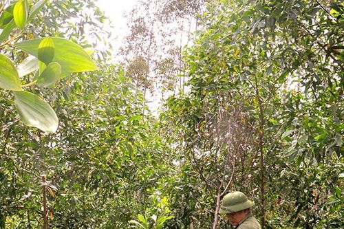 Khắc phục keo chết héo