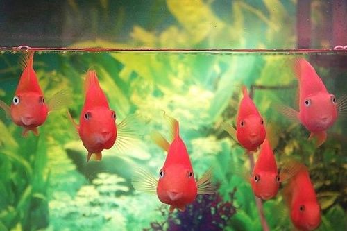 4 lợi ích không ngờ khi nuôi cá cảnh trong nhà