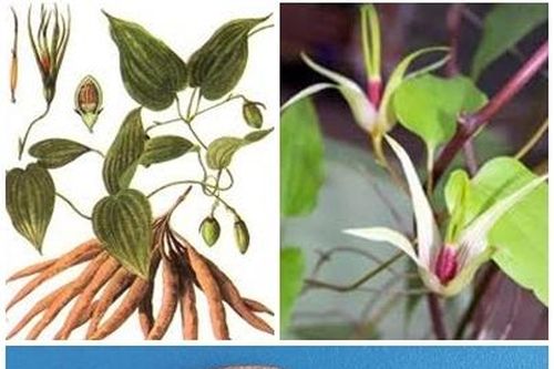 Một số bài thuốc trị viêm phế quản
