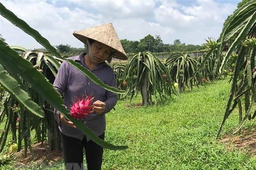 Vĩnh Phúc hỗ trợ nông dân ứng dụng kỹ thuật mới vào sản xuất