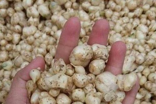 Hành tăm làm ấm tỳ vị, giảm ho tiêu đờm