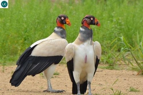 Sự 'sang chảnh' của loài chim ăn xác thối ghê rợn