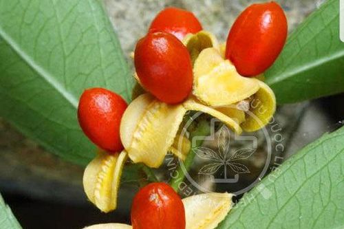 Hiểu đúng về cây xạ đen hỗ trợ chống ung thư