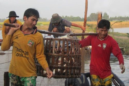Xuất khẩu cá tra tiếp tục lao đao vì dịch