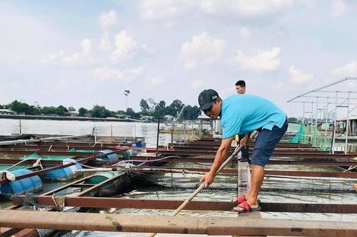 Cá bè chết bất thường trên sông Đồng Nai