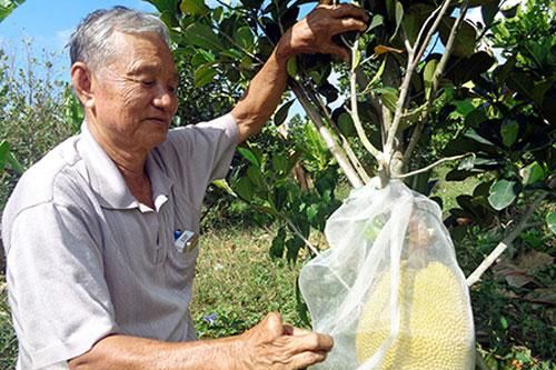 Hậu Giang: Trồng giống mít ruột đỏ thu tiền tỷ mỗi năm