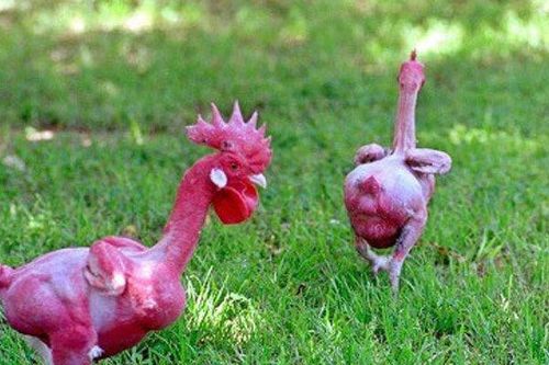 Kỳ lạ giống gà lai trụi lông, da đỏ rực như chim phượng hoàng
