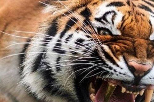 80 phút trồng răng nanh bằng vàng cho hổ cái