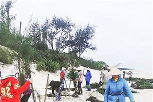 Trồng rừng phòng hộ trên tuyến đê biển ở Vĩnh Thái