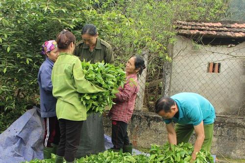 Người dân trồng chè lao đao do rớt giá thảm hại