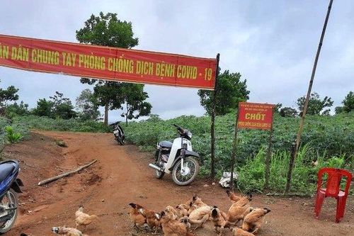 Ấn tượng vườn rau xanh tươi, đàn gà béo múp tại các chốt kiểm soát Covid-19 vùng biên Quảng Trị