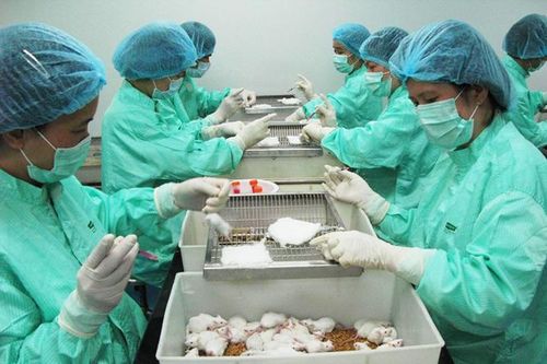 Tiến độ phát triển vắc xin Covid-19 ở Việt Nam