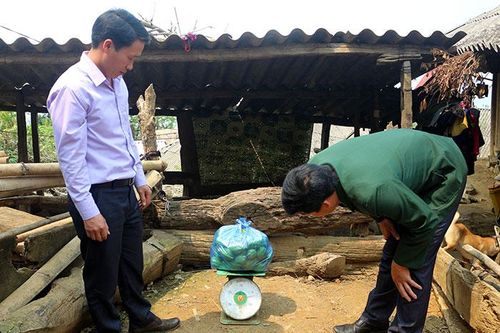 Tủa Chùa phát triển sản xuất nông nghiệp theo chuỗi liên kết