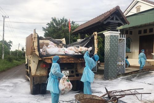 Đắk Lắk ngăn chặn dịch cúm gia cầm A/H5N6 lây lan trên diện rộng