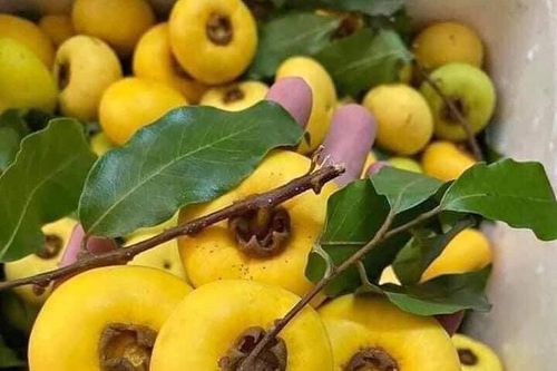 Thị sáp, hoa cau nguyên bẹ đắt hàng ngày mùng 1 mùa Vu Lan