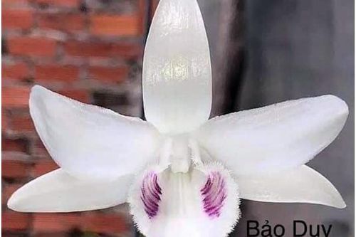 Dân chơi tiết lộ: 5 khác biệt giữa lan var Việt và lan cấy mô Đài Loan