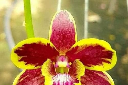 Lan đột biến và những cú sập bẫy lừa vì lòng tham
