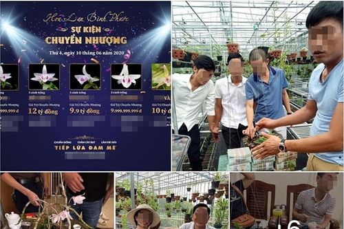 'Trái đắng' từ lan đột biến