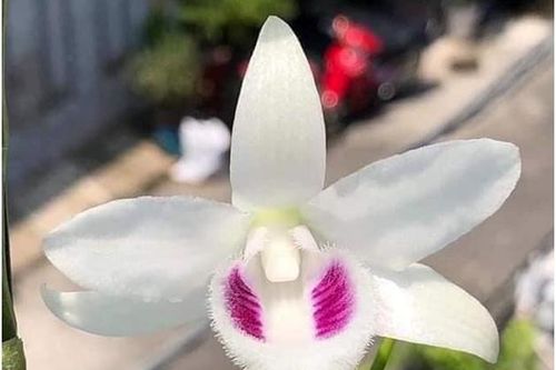Bốn trò 'bẩn' của nhà vườn khiến người chơi lan 'ăn' trái đắng