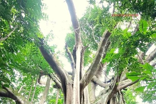 Rừng đa cổ thụ ở A-ting