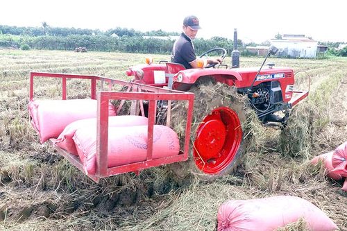 Huyện Vĩnh Cửu có thêm đặc sản gạo hữu cơ ST