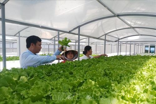 Thử nghiệm mô hình trồng rau thủy canh trên sân thượng