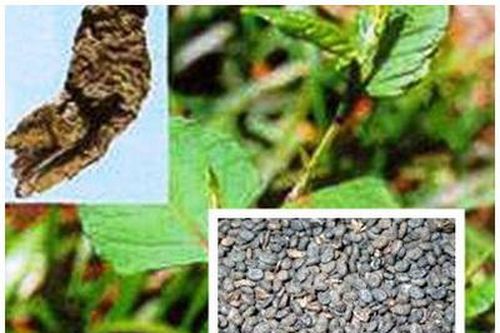 Bài thuốc chữa chứng thận dương hư ở người cao tuổi