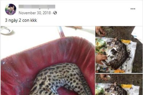 Dân quân xã giết nhiều mèo rừng quý hiếm rồi lên Facebook 'khoe' chiến tích