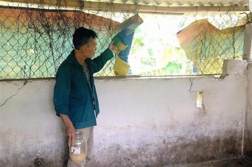 Xuất hiện tình trạng mất trộm lợn giống ở Hướng Hóa