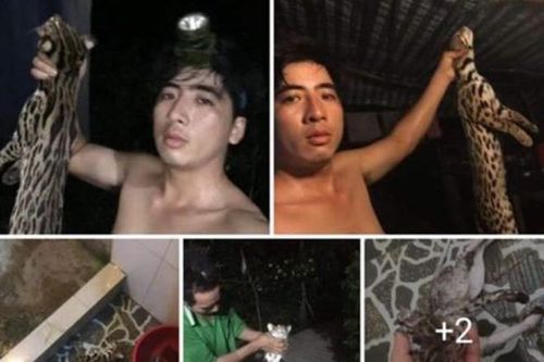 Đề nghị xử lý dân quân xã giết mèo rừng quý hiếm rồi đăng lên Facebook
