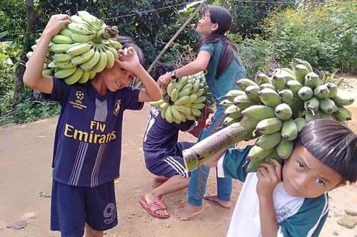 Đồng bào Ca Dong vào rừng sâu hái từng búp măng, bó rau gửi xuống vùng tâm dịch