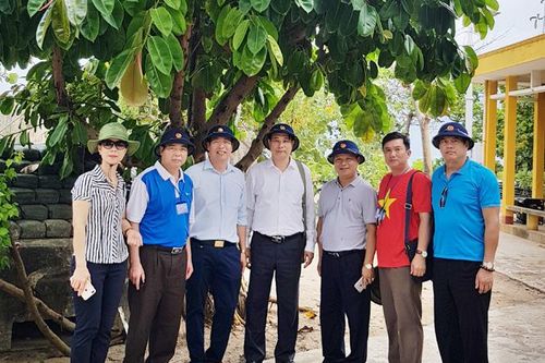 Tỏa bóng đa Tân Trào