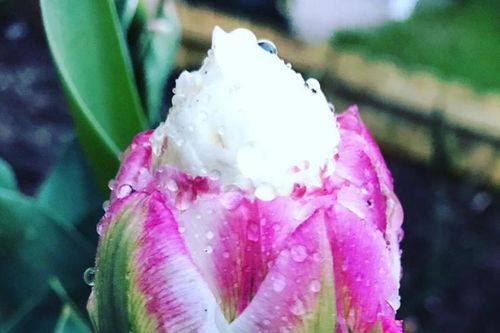 Tan chảy với loài hoa có hình dáng ngọt ngào như que kem