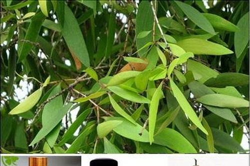 Cách dùng tinh dầu tràm sát khuẩn, tiêu viêm