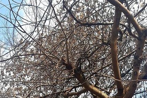 Hải Phòng: Xác minh làm rõ vụ nhiều cây xanh bị đục lỗ, chết khô