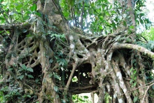 Chuyện kỳ thú về biệt thự nghỉ dưỡng trên núi Ba Vì (Bài 5): Trại hè ở Cote 800 và nơi 'ở ẩn' của ông chủ xưởng mộc