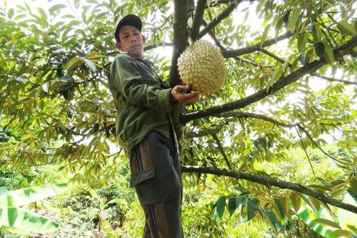 Trồng cây ăn trái bên hồ Hoa Sơn