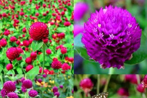 Bài thuốc chữa ho từ các loài hoa