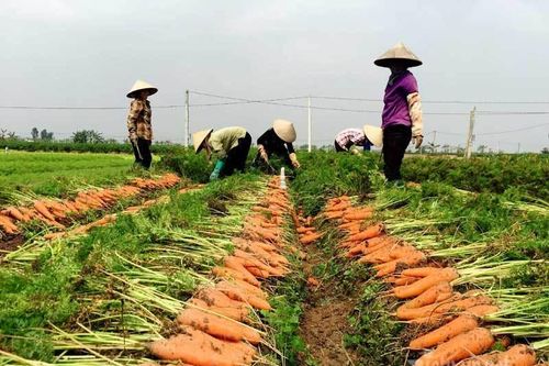 Trung Quốc thiếu hụt, Việt Nam tăng tốc chờ thu chục nghìn tỷ