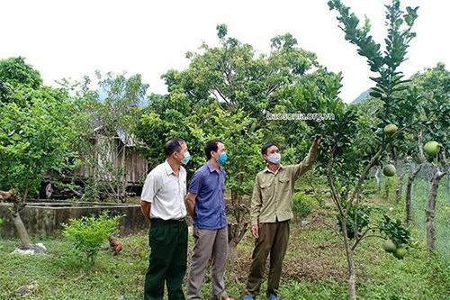 Cựu chiến binh Mường La giúp nhau phát triển kinh tế