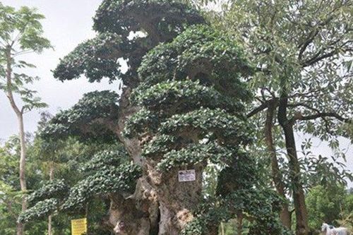 Cây duối 'Lão mai đại thọ' 1000 năm tuổi bán giá 7 tỷ đồng, giá thực hay chiêu trò đại gia thổi giá?