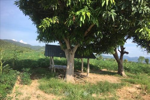 Gia Lai: Điều tra, truy bắt nhóm đối tượng dùng dao tấn công cán bộ kiểm lâm