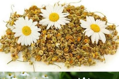 Một số bài thuốc chữa nhức đầu