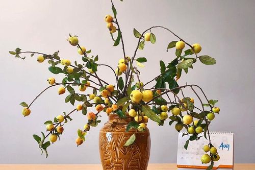 Táo mèo vào vụ, chị em rước cành trĩu quả về cắm chơi