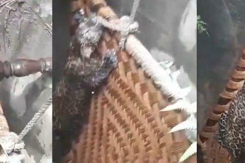 Clip: Phản ứng kinh ngạc của báo săn khi được giải cứu khỏi hố sâu