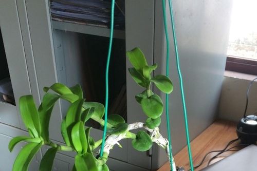 Khởi tố kẻ lừa đảo bán lan đột biến ở Lâm Đồng